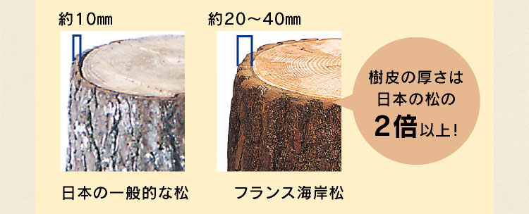 樹皮の厚さは日本の松の2倍以上！
