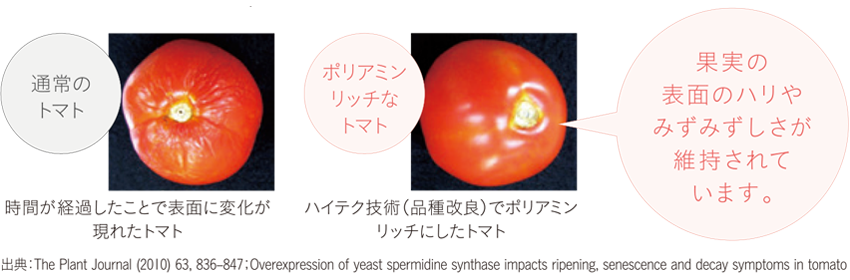 通常のトマトとポリアミンリッチなトマトの比較